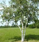 birch tree
