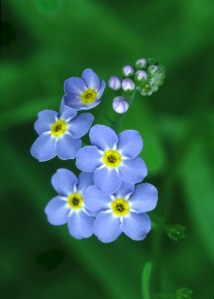 forgetmenot