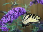 butterfly-bush-l
