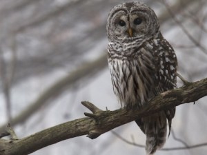 barred_owl_granthickey1
