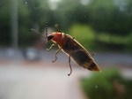 bug on a window