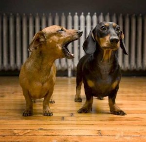nagging-dachshund