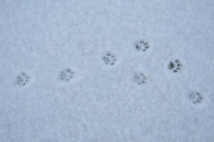 cat prints