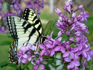 Swallowtail-Butterfly-on-Lilac-Blossom